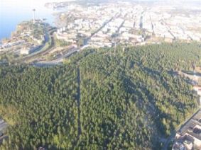 Pyynikin metsää. 
   Kuva: Ellinoora Tuuna