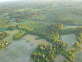 Heinää kuivumassa. 
   Kuva: Tanja Tuuna