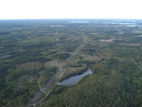 Metsää on täälläkin!