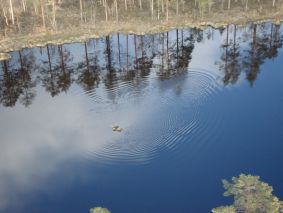 Idyllinen metsälampi