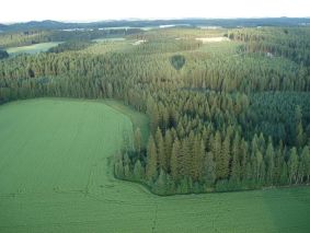 Peltoa ja metsää